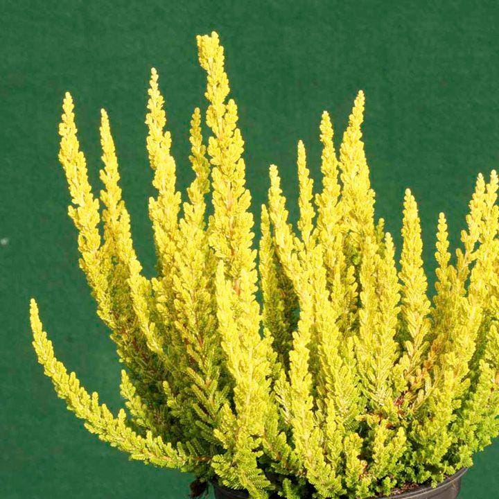Zeta Golden Scotch Heather, Calluna Vulgaris Evergreen Shrub - Live Plant