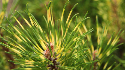 Sunshine Variegated Mugo Pine, Dwarf Conifer Bonsai Starter Tree - Live Plant
