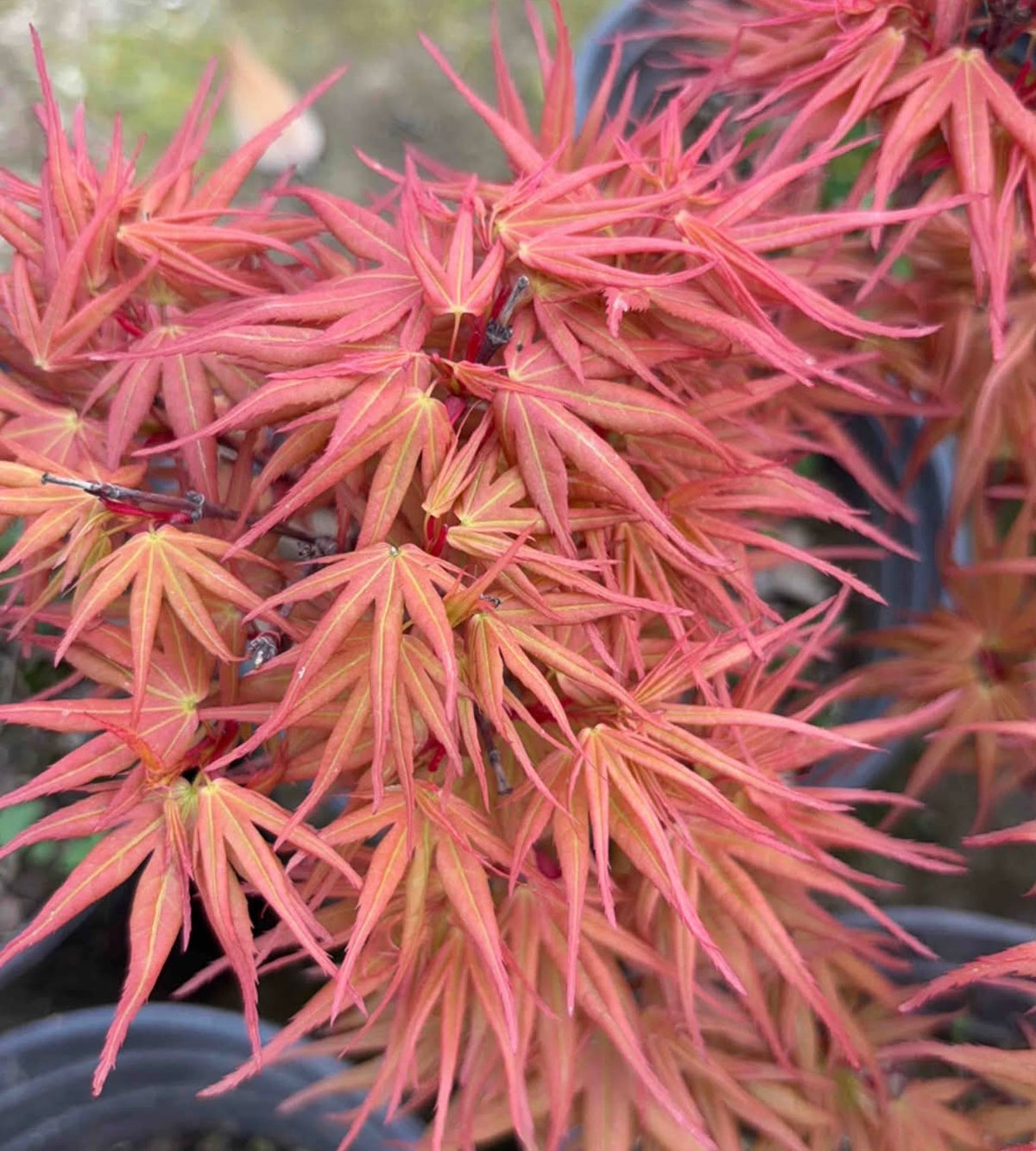 Red Mikawa RARE Japanese Maple, Mikawa Family Collection GRAFTED - Live Plant