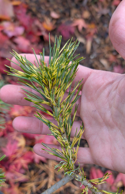 Ogon-Janome Japanese White Pine, Rare Dwarf Variegated Pinus Parviflora - Live Plant