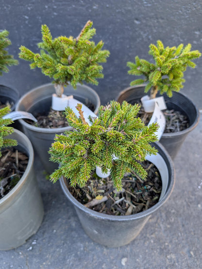 Mt. Vernon Oriental Spruce, Miniature Collector Conifer - Live Plant