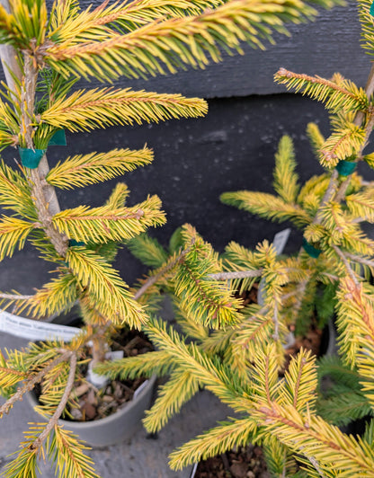 Catharine's Golden Heart Rare Golden Norway Spruce, Weeping Conifer - Live Plant