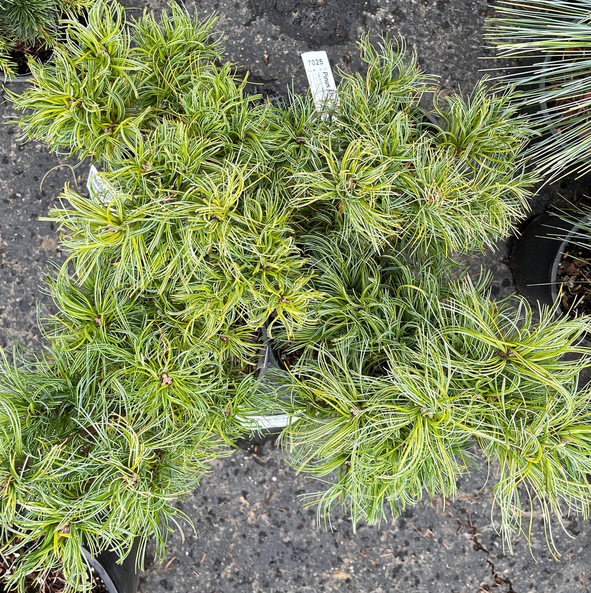 Tiny Kurls Dwarf Eastern White Pine, Unique Twisted Blue-Green Needles - Live Plant