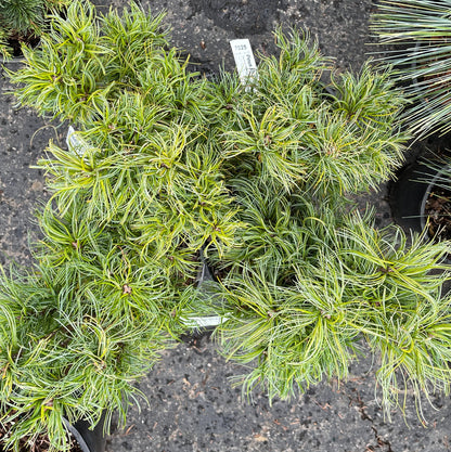Tiny Kurls Dwarf Eastern White Pine, Unique Twisted Blue-Green Needles - Live Plant