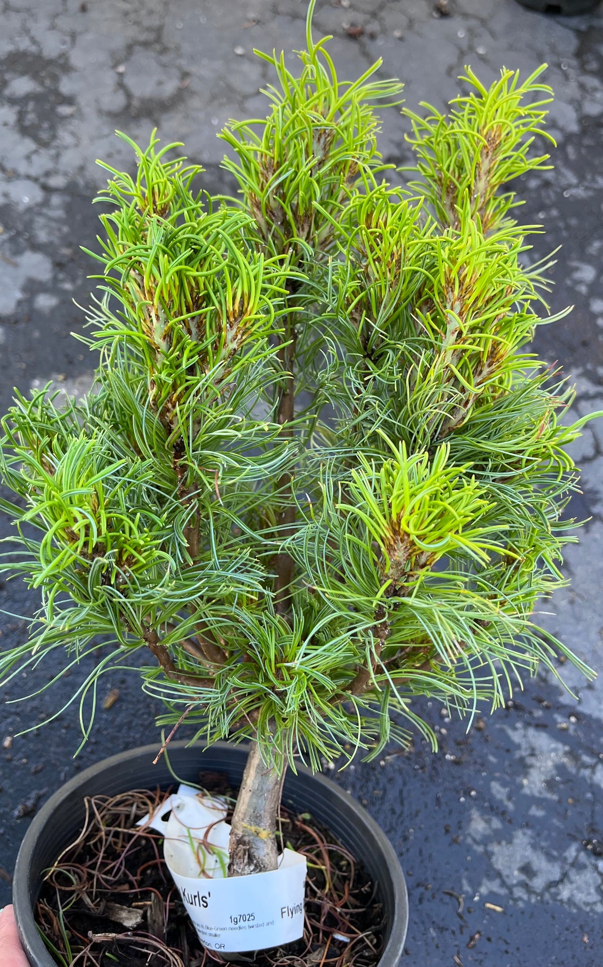 Tiny Kurls Dwarf Eastern White Pine, Unique Twisted Blue-Green Needles - Live Plant