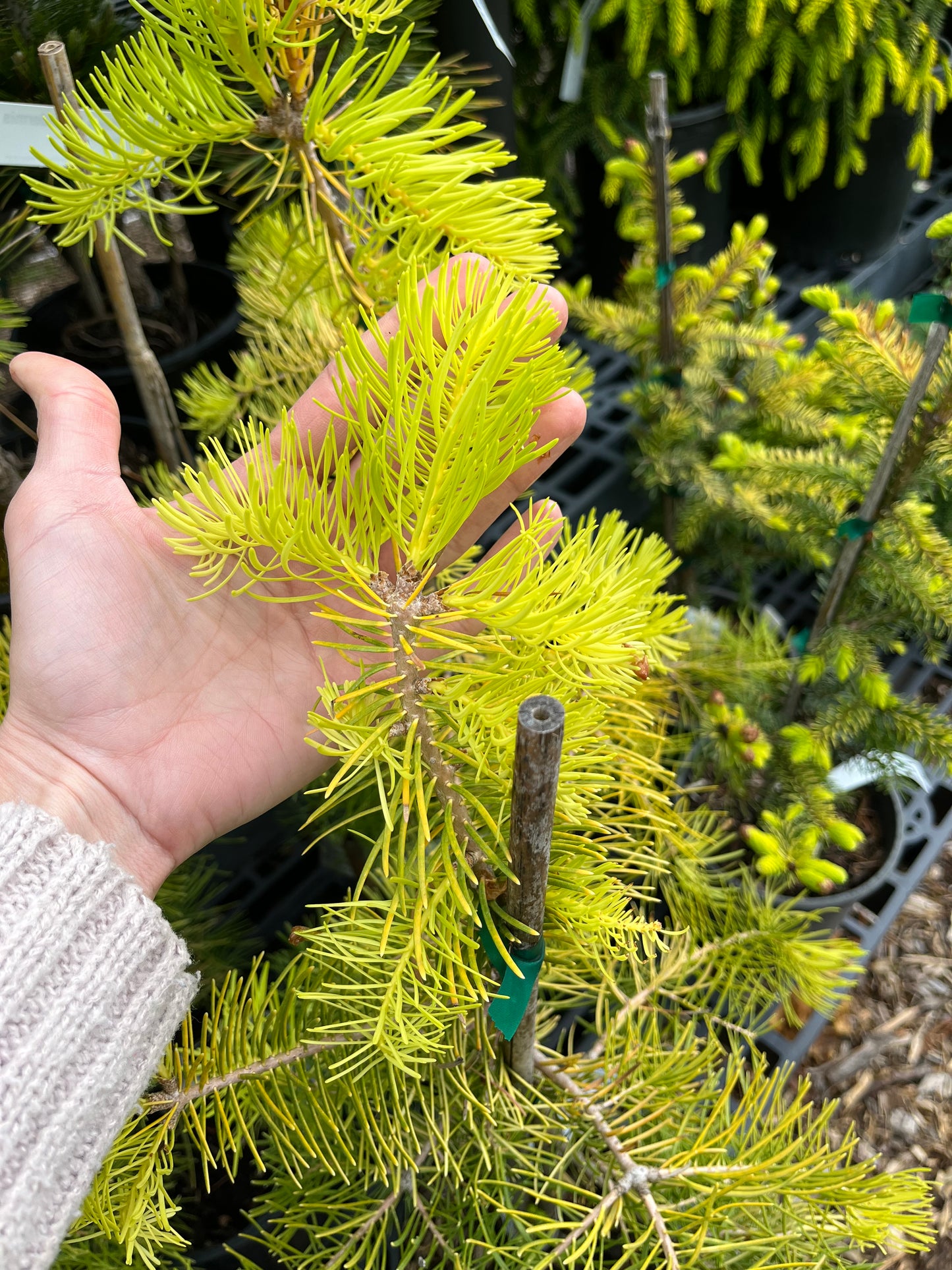 Spring Blaze Abies Concolor Rare Golden White Fir Tree - Live Plant