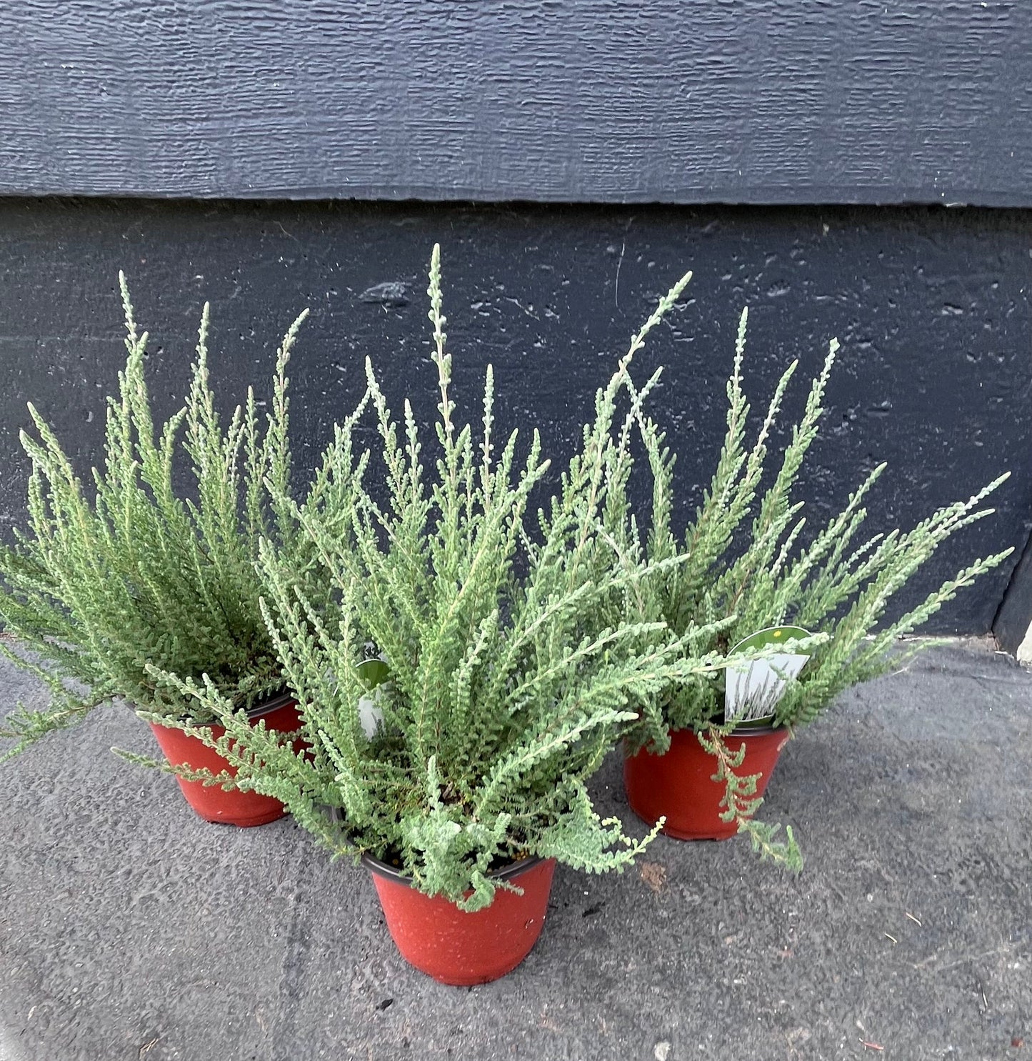 Zilly White Bud-Blooming Heather, Calluna Vulgaris Flowering Evergreen Shrub - Live Plant