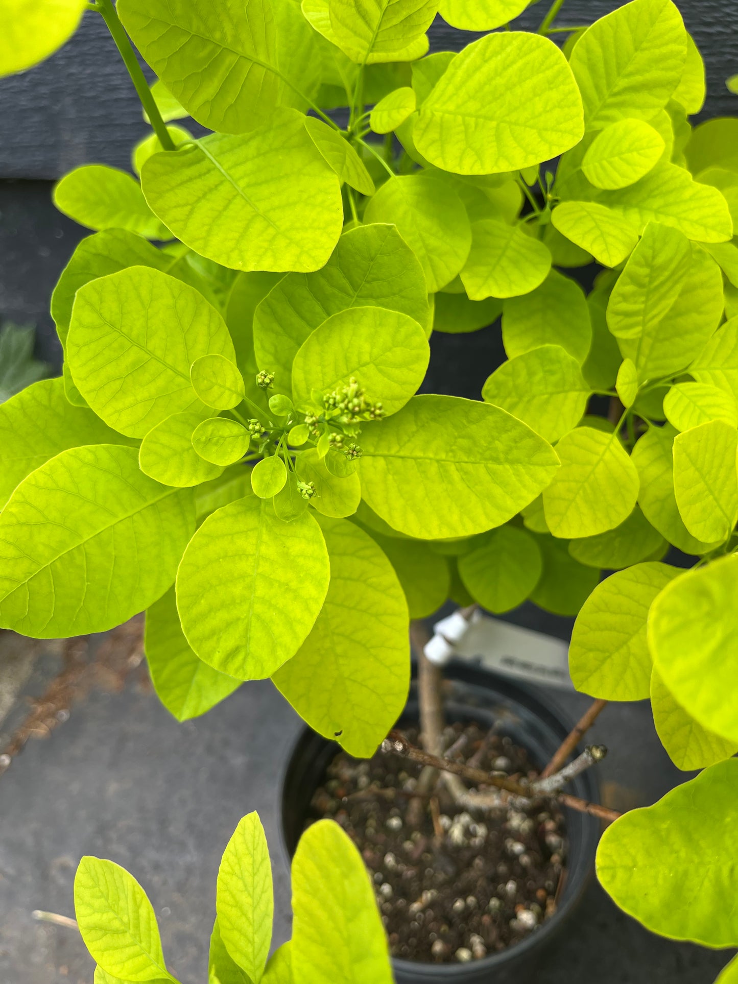 Ancot Golden Spirit Cotinus Coggygria Golden Smoke Bush Tree - Live Plant