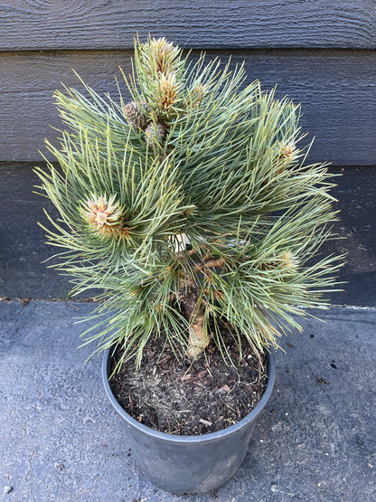 Dusty Blue Rare Dwarf Ponderosa Pine Collector Conifer - Live Plant