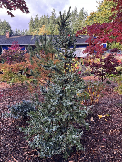 De Ruyter Rare Dwarf Serbian Spruce Conifer Tree - Live Plant