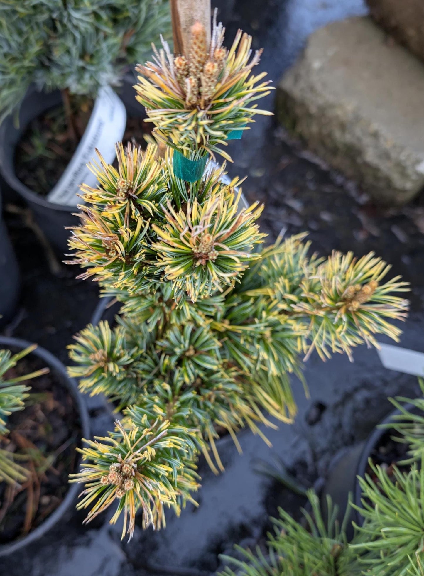 Goldilocks Rare Dwarf Japanese White Pine, Conifer Tree - Live Plant