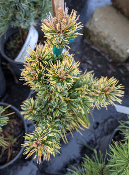 Goldilocks Rare Dwarf Japanese White Pine, Conifer Tree - Live Plant