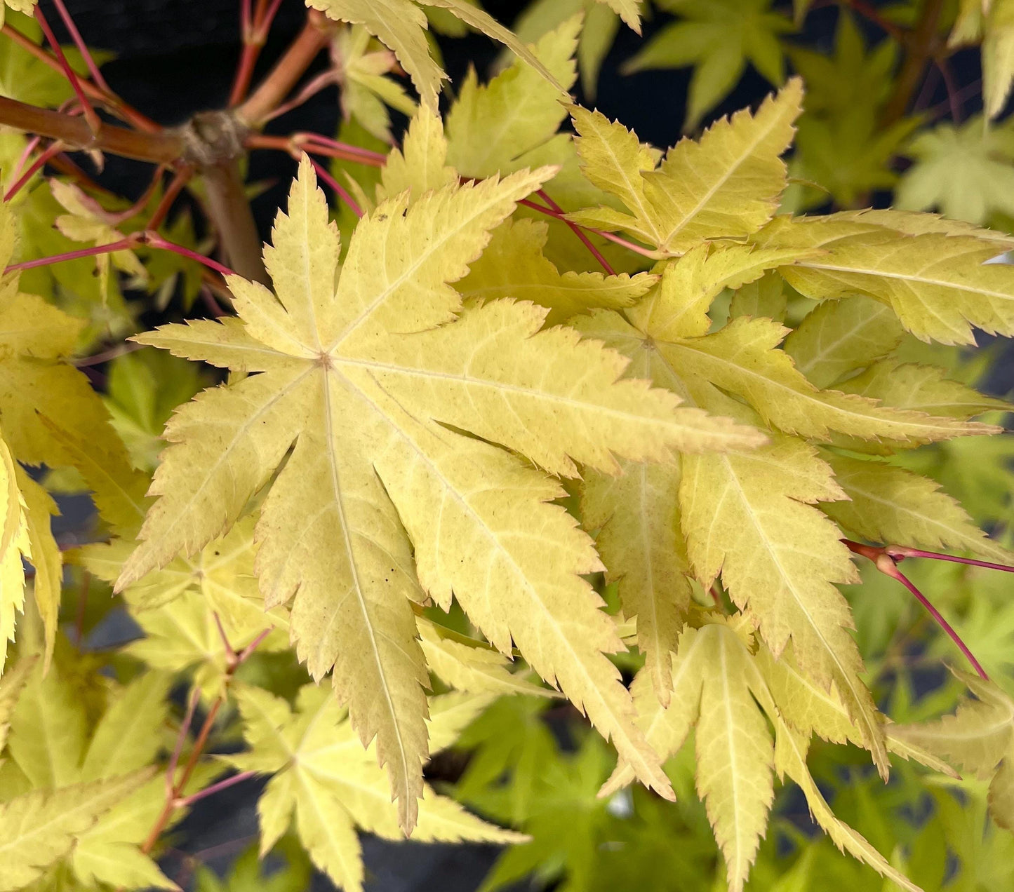 Sunny Dwarf Golden Full Moon Japanese Maple Tree - Live Plant