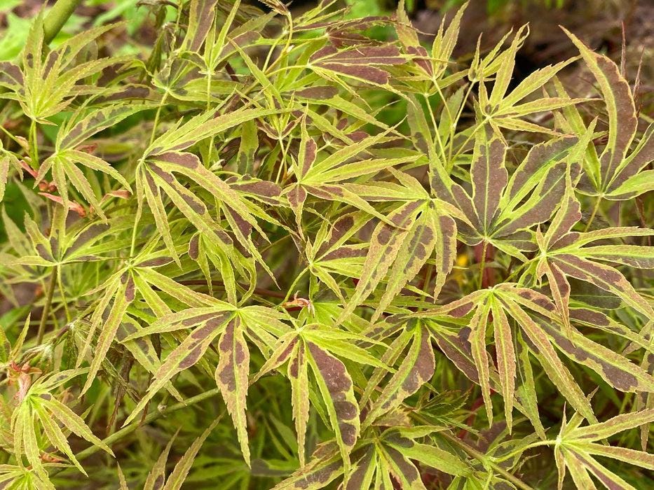 Manyo No Sato Variegated Japanese Maple, Purple Acer Palmatum Tree - Live Plant