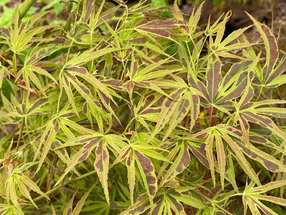 Manyo No Sato Variegated Japanese Maple, Purple Acer Palmatum Tree - Live Plant