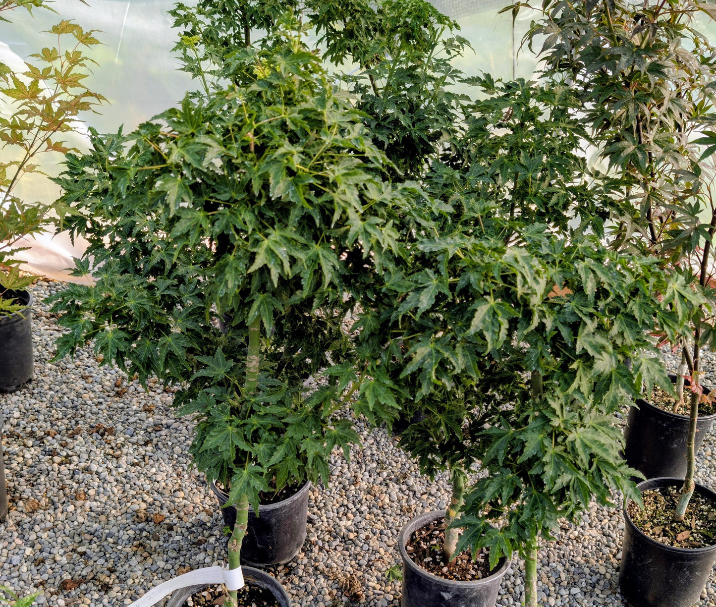Ojishi Rare Dwarf Japanese Maple, Male Lion Tree Counterpart To Shishigashira - Live Plant