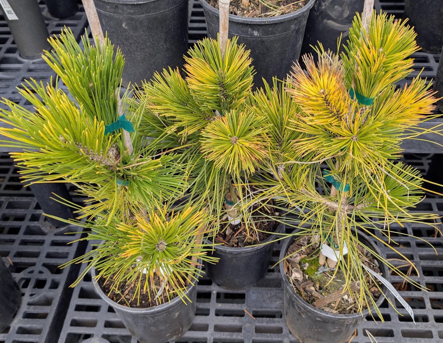 Gold Splash Bosnian Pine, Very Rare Variegated Pinus Leucodermis - Live Plant