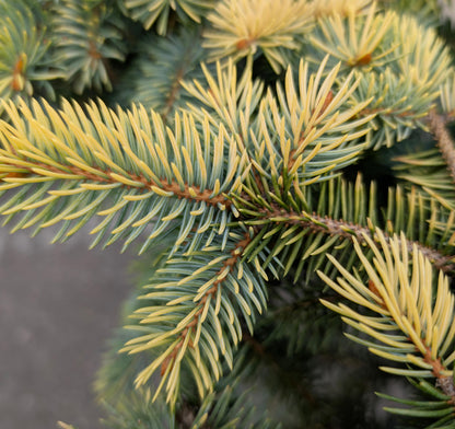 Walnut Glen Colorado Blue Spruce, Golden Dwarf Collector Conifer - Live Plant