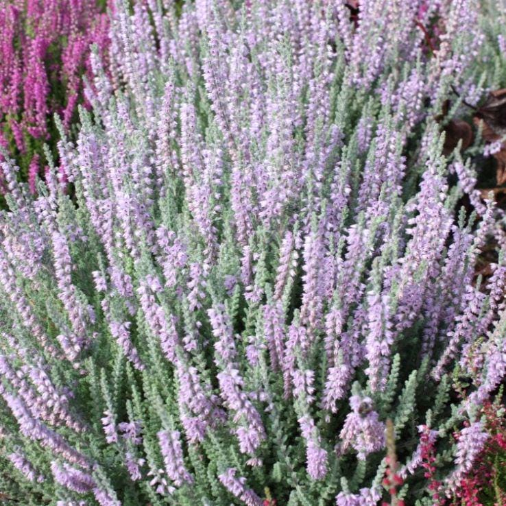 Silver Knight Heather, Lavender Blooms, Hardy Evergreen Shrub - Live Plant