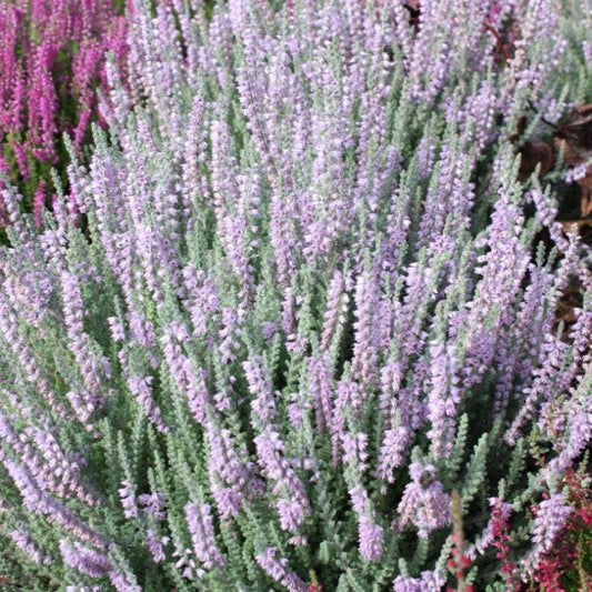 Silver Knight Heather, Lavender Blooms, Hardy Evergreen Shrub - Live Plant
