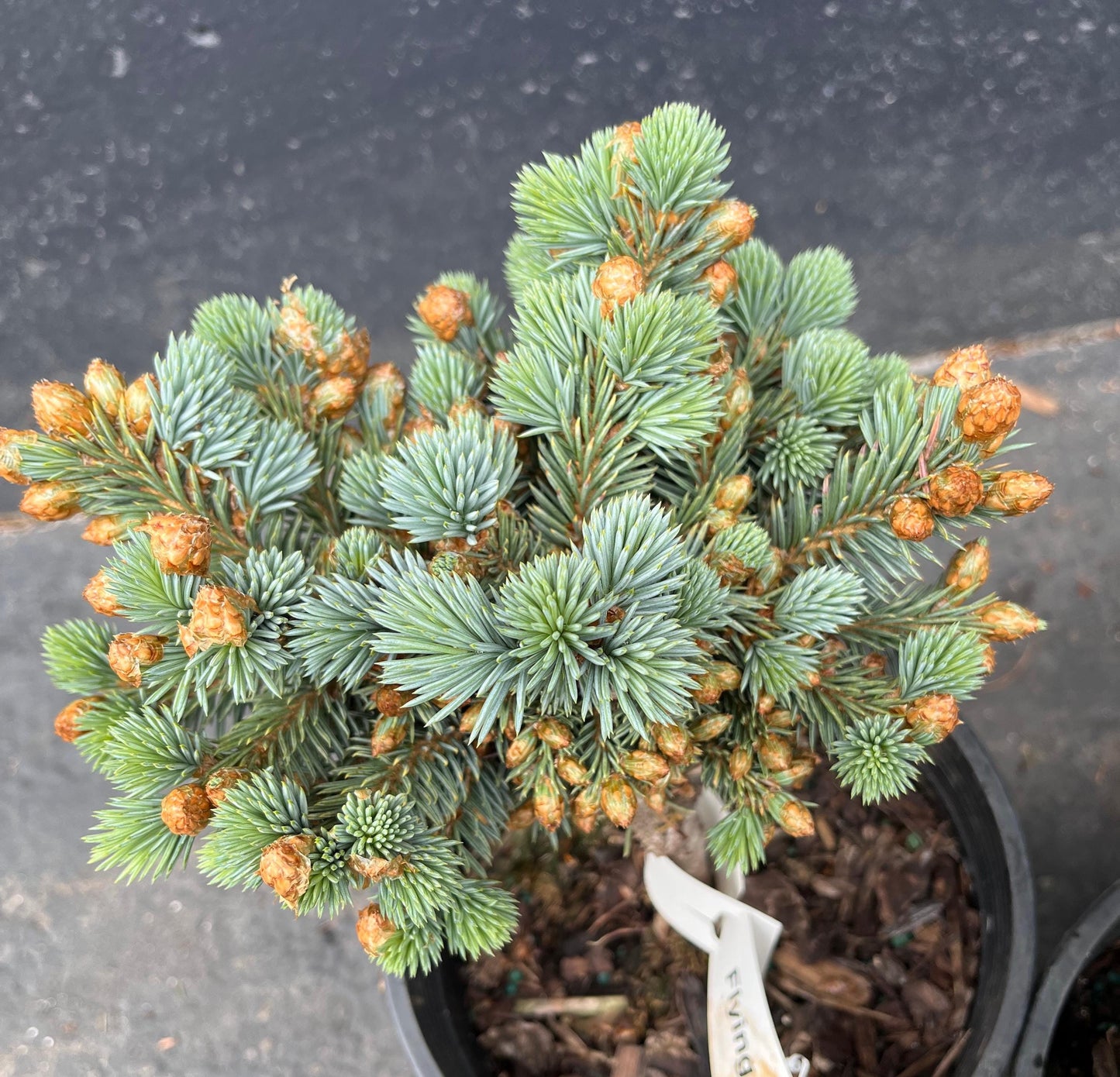 Blue Pearl Rare Dwarf Colorado Blue Spruce, Miniature Collector Conifer - Live Plant