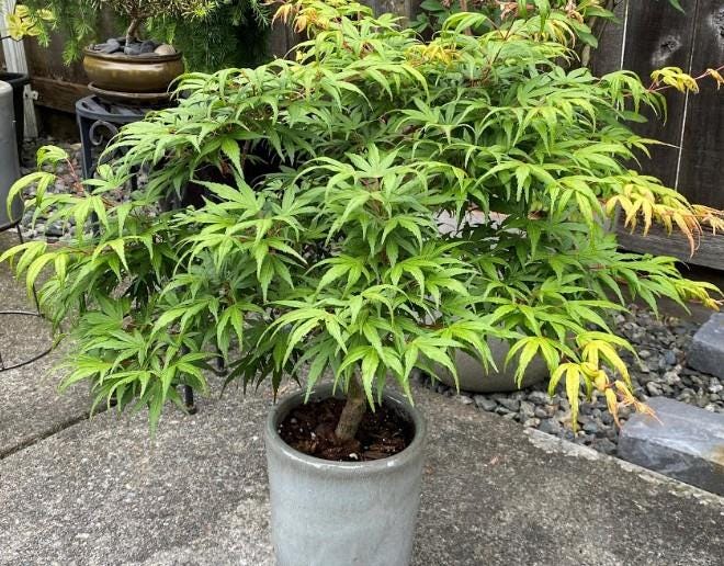 Seiun Kaku Japanese Maple, Fast Growing Mikawa Form Acer Palmatum Tree - Live Plant