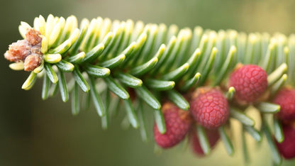 Aurea Golden Spanish Fir Abies Pinsapo, Rare Evergreen Collector Conifer - Live Plant