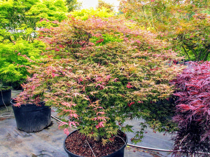 Olsen's Frosted Strawberry Japanese Maple, Rare Pink Ornamental Tree - Live Plant