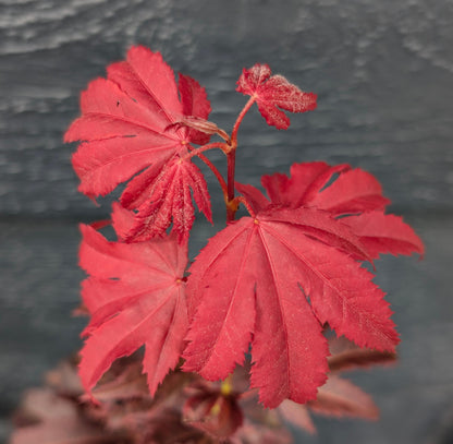 Ruslyn In The Pink Japanese Maple, Dwarf Compact Ornamental Acer Palmatum - Live Plant