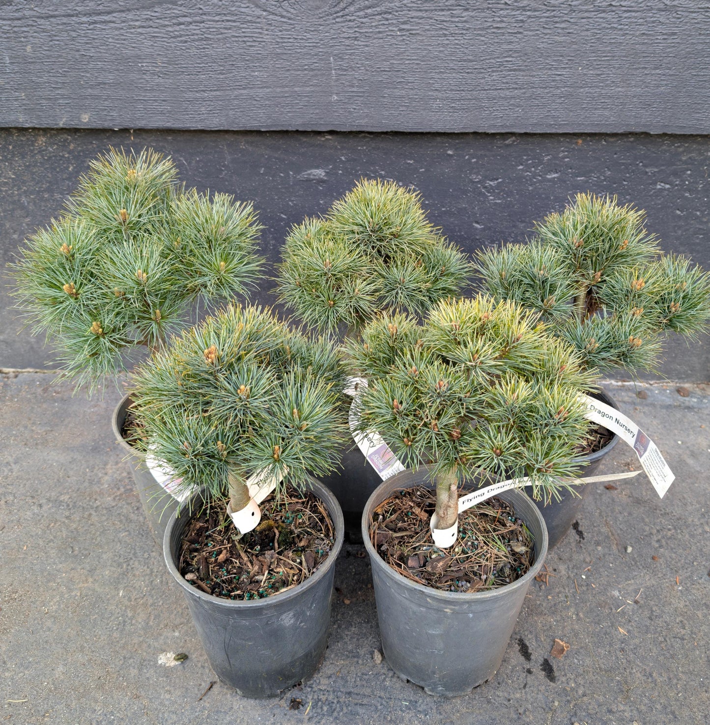 Sea Urchin Eastern White Pine, Dwarf Collector Conifer - Live Plant