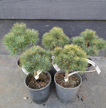 Sea Urchin Eastern White Pine, Dwarf Collector Conifer - Live Plant