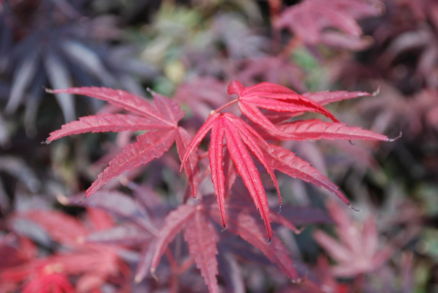 Pixie Japanese Maple, Dwarf Compact Red Acer Palmatum - Live Plant