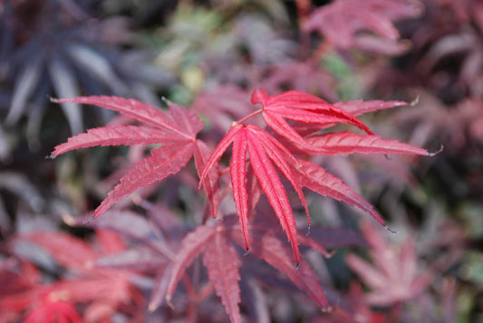 Pixie Japanese Maple, Dwarf Compact Red Acer Palmatum - Live Plant