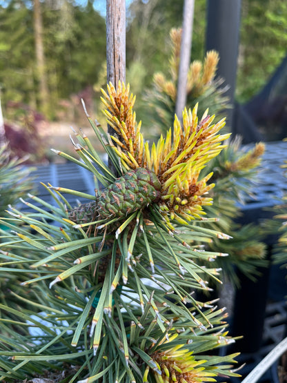 Taylor's Sunburst Rare Dwarf Variegated Lodgepole Pine Collector Conifer Tree - Live Plant