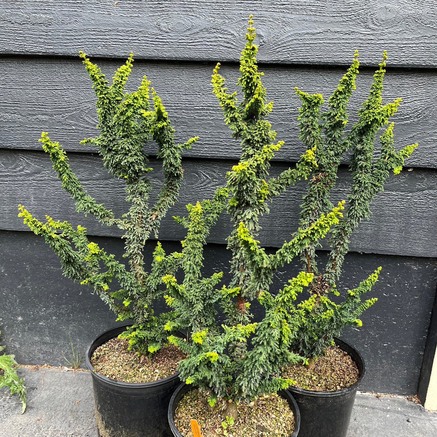 Chirimen Rare Dwarf Hinoki Cypress Conifer, Non-grafted, Unique Slow Growing Tree - Live Plant