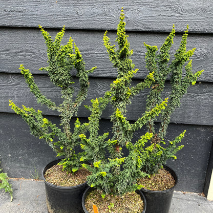 Chirimen Rare Dwarf Hinoki Cypress Conifer, Non-grafted, Unique Slow Growing Tree - Live Plant
