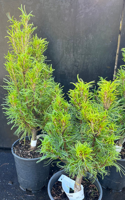 Tiny Kurls Dwarf Eastern White Pine, Unique Twisted Blue-Green Needles - Live Plant