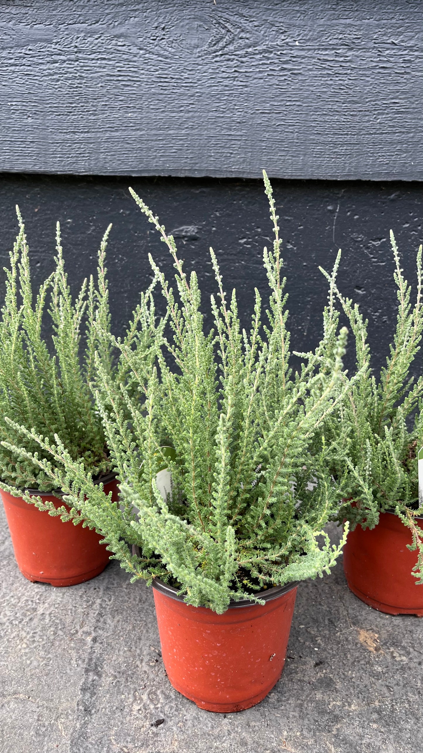 Zilly White Bud-Blooming Heather, Calluna Vulgaris Flowering Evergreen Shrub - Live Plant