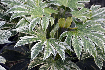 Variegated Spiders Web Fatsia Japonica, Rare Japanese Aralia Shrub - Live Plant