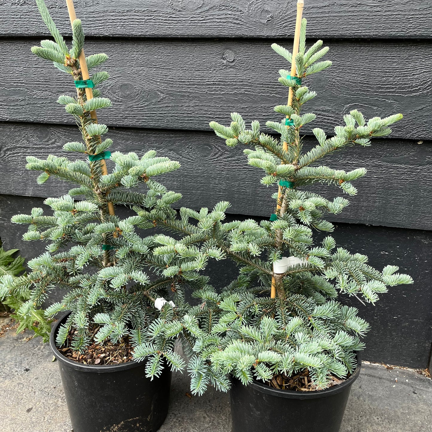 Tyler Blue Rare Dwarf Blue Balsam Fir Tree - Live Plant