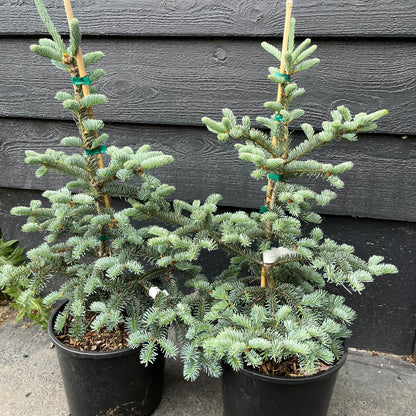 Tyler Blue Rare Dwarf Blue Balsam Fir Tree - Live Plant