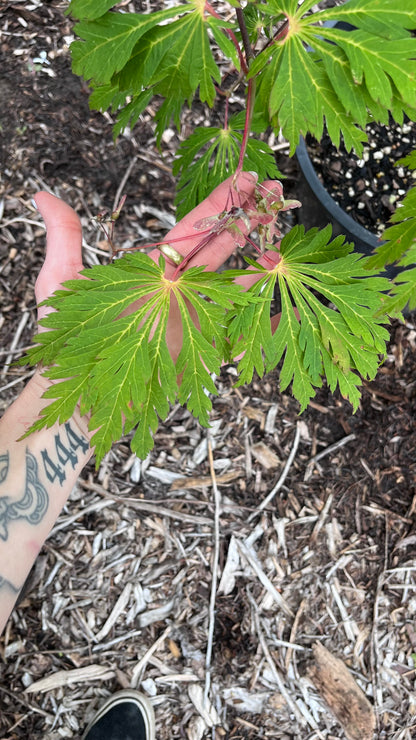 Aconitifolium Dancing Peacock Fern-Leaf Japanese Maple Acer Tree - Live Plant