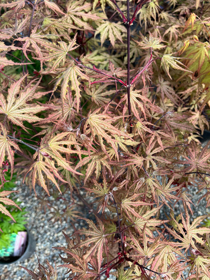 Strawberry Spring Japanese Maple Pink Reticulated Acer Palmatum - Live Plant