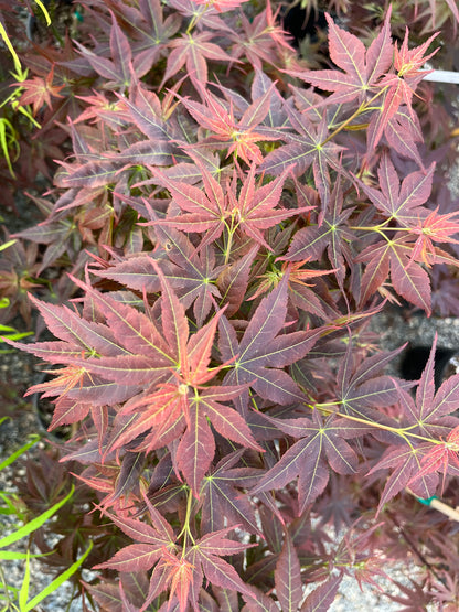 Kurenai Jishi Japanese Maple, Rare Red Lion's Head Acer Palmatum - Live Plant