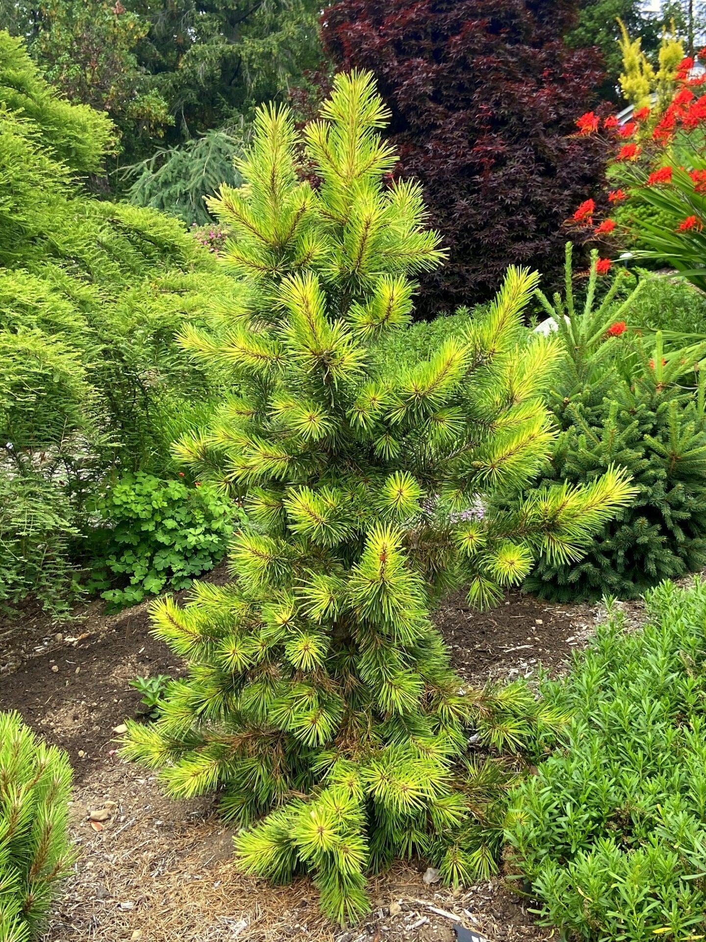 Taylor's Sunburst Rare Dwarf Variegated Lodgepole Pine Collector Conifer Tree - Live Plant
