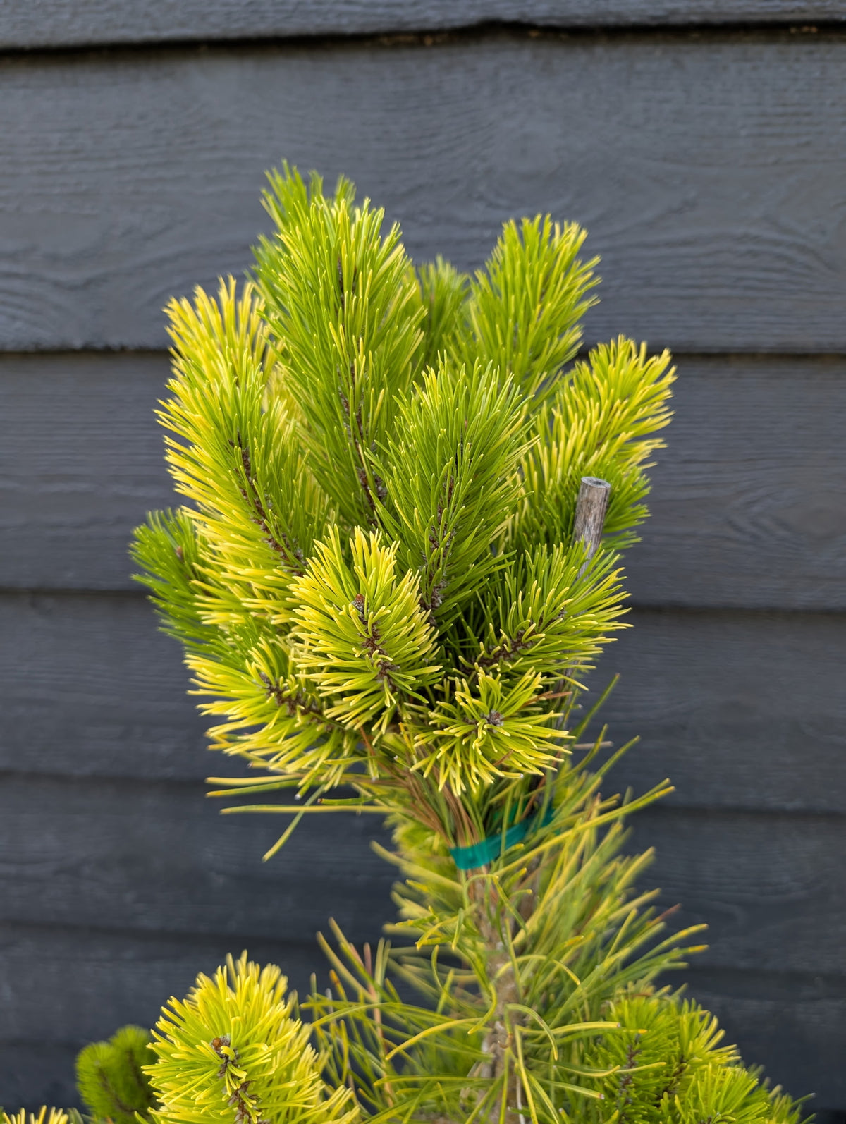 Splashes Rare Variegated Shore Pine, Pinus Contorta Collector Conifer - Live Plant