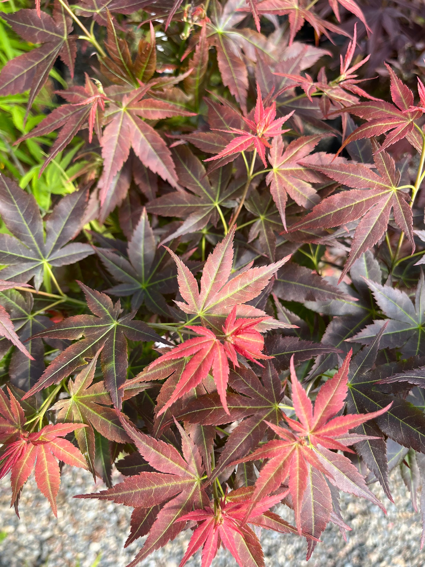 Kurenai Jishi Japanese Maple, Rare Red Lion's Head Acer Palmatum - Live Plant