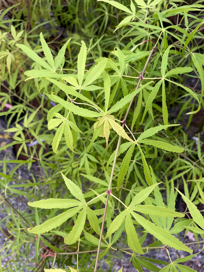 Yellow Threads Japanese Maple, Rare New Buchholz Cultivar Strap-Leaf - Live Plant