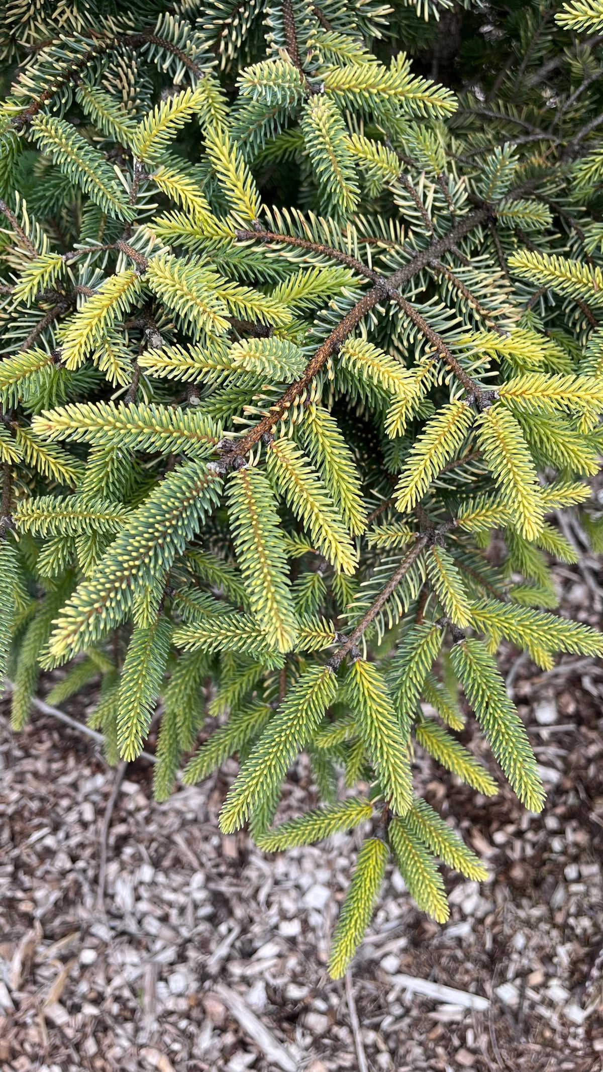 Aureovariegata Variegated Golden Black Hills Spruce Conifer Tree - Live Plant