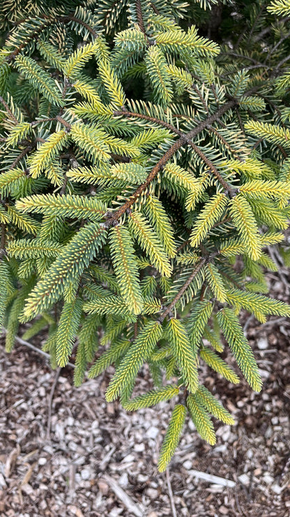 Aureovariegata Variegated Golden Black Hills Spruce Conifer Tree - Live Plant